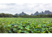 贺州爱莲湖五百亩荷塘：生态惠民新图景