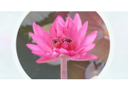 西大绿榕湖惊现“同心莲”，校园生态治理成果再添力证