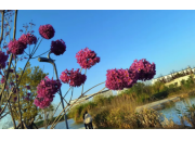 物流学院冬季花卉绽放，项目精细化养护成效显著